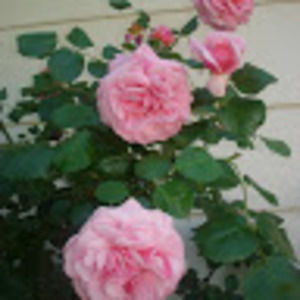 Meet your Posher, Roxie